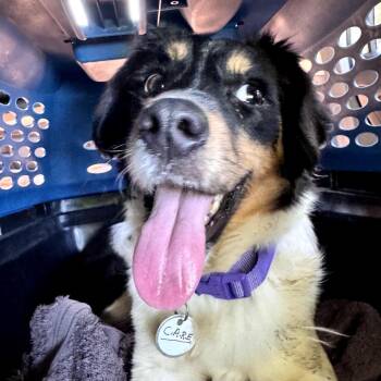 Luna -  Mixed Breed Dog for Adoption in Skokie, Illinois - Luna | PetCurious