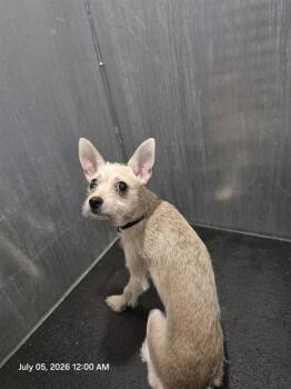 A816017 -  Terrier Dog for Adoption in San Antonio, Texas - A816017 | PetCurious
