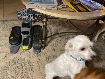 Hailey -  Shih Tzu and Maltese Dog for Adoption in Mustang, Oklahoma - Hailey | PetCurious
