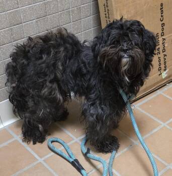 Gigi -  Shih Tzu and Poodle Dog for Adoption in Warren, Michigan - Gigi | PetCurious