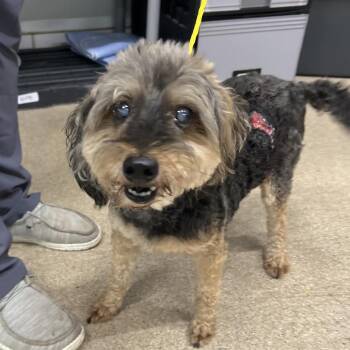 #21 -  Miniature Poodle Dog for Adoption in Pekin, Illinois - #21 | PetCurious