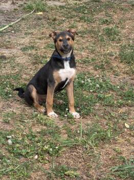 Shepherd and Hound Dogs Available for Adoption in Aiken, South Carolina - Kellet | PetCurious