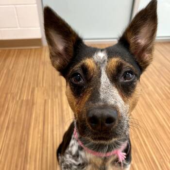 Zuri -  Mixed Breed Dog for Adoption in Sarasota, Florida - Zuri | PetCurious