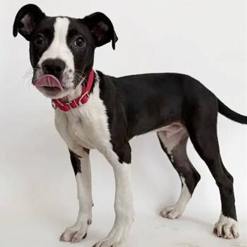 Chase -  Pit Bull Terrier Dog for Adoption in Brentwood, Missouri - Chase | PetCurious