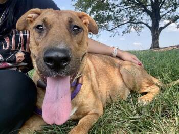 TILLIE -  Labrador Retriever and Mixed Breed Dog for Adoption in Charlotte, North Carolina - TILLIE | PetCurious