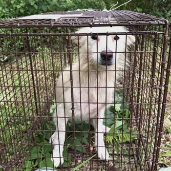 Mixed Breed Dogs Available for Adoption - Hokulani | PetCurious