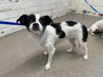 BETTY -  Chihuahua and Mixed Breed Dog for Adoption in San Bernardino, California - BETTY | PetCurious