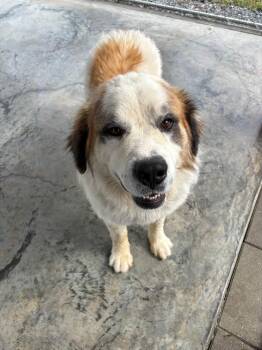 Saint Bernard Dogs Available for Adoption in Edinburg, Virginia - Gus | PetCurious