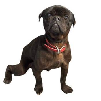 Pug Dogs Available for Adoption in Red Bluff, California - Merlin | PetCurious