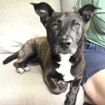 Mollie -s -  Basset Hound and Black Labrador Retriever Dog for Adoption in Sequatchie, Tennessee - Mollie -s | PetCurious