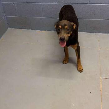 Pillow Fort -  Mixed Breed Dog for Adoption in Gadsden, Alabama - Pillow Fort | PetCurious