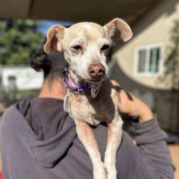 Rescue Chihuahua Dogs for Adoption in Ramona, California - Peanut Peabody | PetCurious