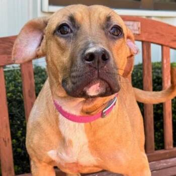 Mixed Breed Dogs Available for Adoption in Quincy, Illinois - Karina | PetCurious