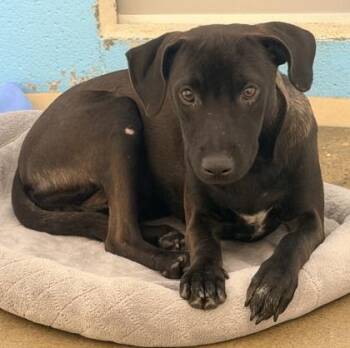 Mixed Breed Dogs Available for Adoption in Cincinnati, Ohio - Chance | PetCurious