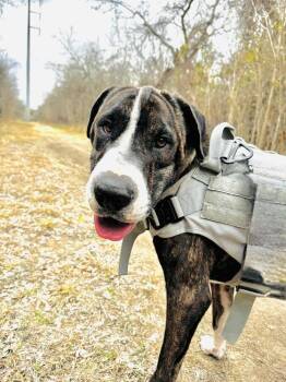 Shar Pei and American Staffordshire Terrier Dogs Available for Adoption - Aries | PetCurious