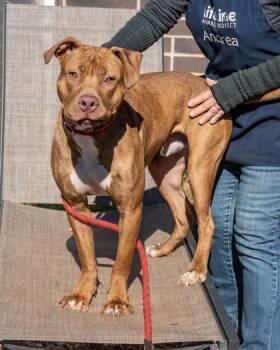 Mixed Breed Dogs Available for Adoption in Chamblee, Georgia - Bundie | PetCurious
