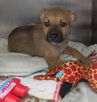 Pluto - LONGTIME RESIDENT -  Shepherd Dog for Adoption in Thousand Oaks, California - Pluto - LONGTIME RESIDENT | PetCurious