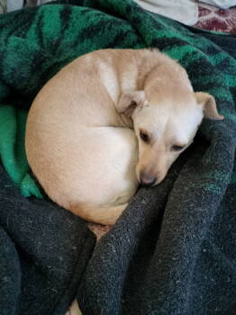 Rescue Terrier Dogs for Adoption in Phoenix, Arizona - Charlie | PetCurious