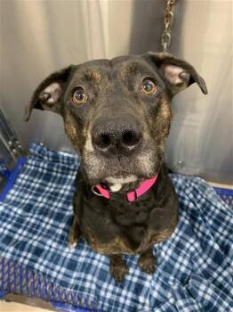 Pit Bull Terrier and Boxer Dogs Available for Adoption in Fairbanks, Alaska - TIANA ROSE | PetCurious