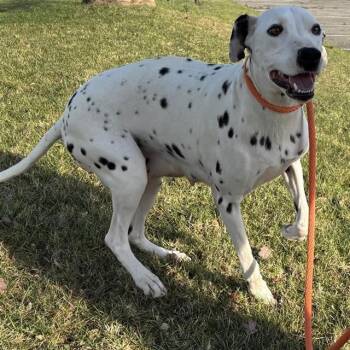 Dalmatian Dogs Available for Adoption - MARILYN | PetCurious