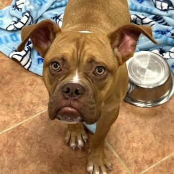 Ned -  English Bulldog and Mixed Breed Dog for Adoption in Birmingham, Alabama - Ned | PetCurious