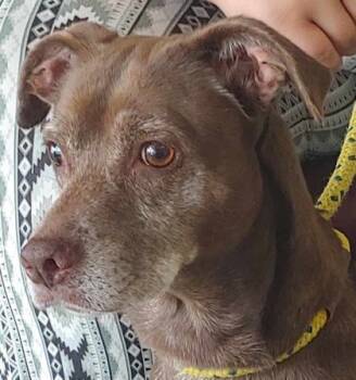 Rescue Labrador Retriever and Mixed Breed Dogs for Adoption in La Harpe, Kansas - Cynthia | PetCurious