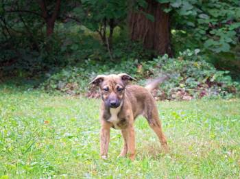 Anne Boleyn -  Shepherd Dog for Adoption in Salisbury, Maryland - Anne Boleyn | PetCurious