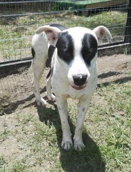 Rescue Border Collie and Australian Cattle Dog Blue Heeler Dogs for Adoption in Ladson, South Carolina - Skippy | PetCurious