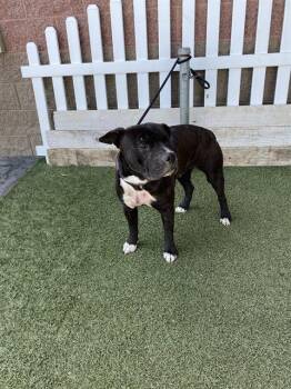 Pit Bull Terrier Dogs Available for Adoption in Modesto, California - MARVIN | PetCurious