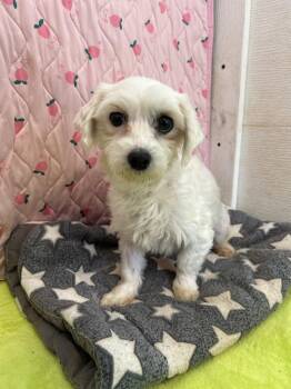 Maltese Dogs Available for Adoption in Pacolet, South Carolina - Dani Mar 26 | PetCurious