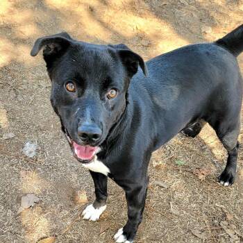 Mixed Breed Dogs Available for Adoption - Smoochie The Kisser | PetCurious