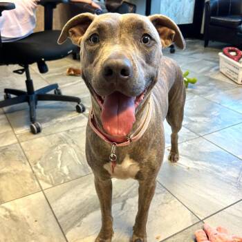 Maeby (Zion) -  Pit Bull Terrier Dog for Adoption in Las Vegas, Nevada - Maeby (Zion) | PetCurious