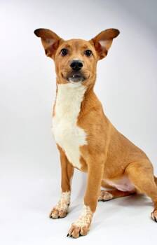 Collie and Mixed Breed Dogs Available for Adoption in Morton Grove, Illinois - Sirena | PetCurious