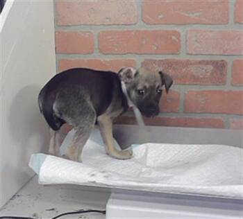 AMBER -  Chihuahua and Mixed Breed Dog for Adoption in Houston, Texas - AMBER | PetCurious