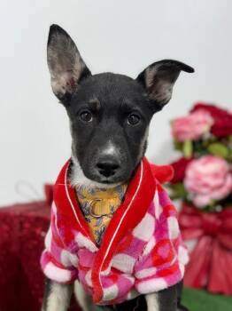 Belgian Shepherd Malinois and Labrador Retriever Dogs Available for Adoption - Cherrypie | PetCurious