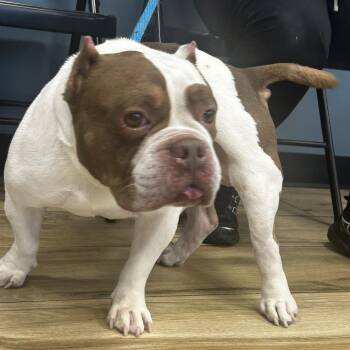 Apollo -  English Bulldog Dog for Adoption in Newark, New Jersey - Apollo | PetCurious