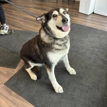 Mixed Breed Dogs Available for Adoption in Jeffersonville, Indiana - Zira | PetCurious