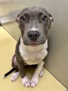 Rescue Mixed Breed Dogs for Adoption in Wichita, Kansas - Glen | PetCurious