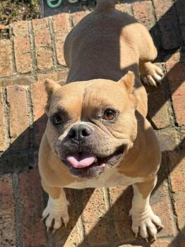 Rescue Bulldog Dogs for Adoption in Lutz, Florida - Zydeco | PetCurious