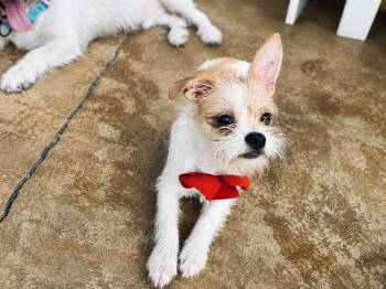 Ginger -  Terrier Dog for Adoption in Vaughan, Ontario - Ginger | PetCurious