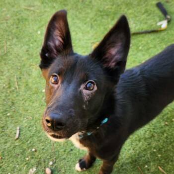 Finnish Spitz and Shepherd Dogs Available for Adoption in Austin, Texas - Keegan SC | PetCurious