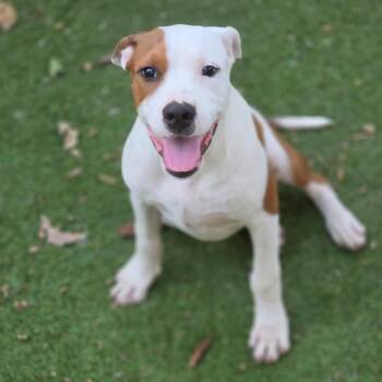 Trooper FJ -  Pit Bull Terrier and Redbone Coonhound Dog for Adoption in Austin, Texas - Trooper FJ | PetCurious