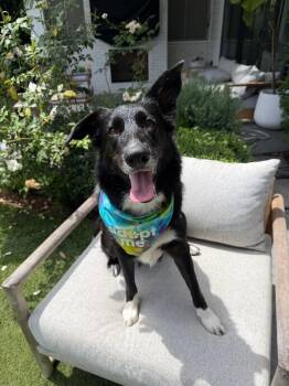 Suri -  Border Collie Dog for Adoption in Manhattan Beach, California - Suri | PetCurious