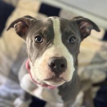 Josey -  Pit Bull Terrier and Mixed Breed Dog for Adoption in Goleta, California - Josey | PetCurious
