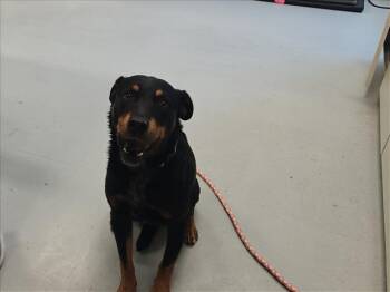 A176300 -  Mixed Breed Dog for Adoption in Santa Fe, New Mexico - A176300 | PetCurious
