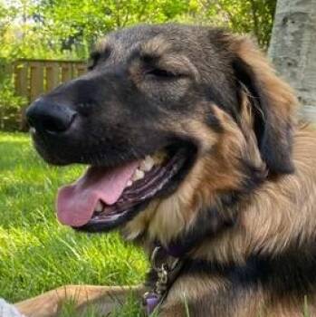 Melina -  Collie and Shepherd Dog for Adoption in Toronto, Ontario - Melina | PetCurious