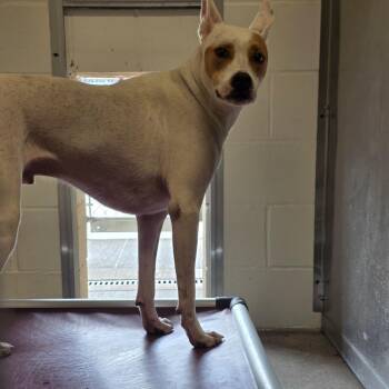 Duke -  Mixed Breed Dog for Adoption in Sand Springs, Oklahoma - Duke | PetCurious