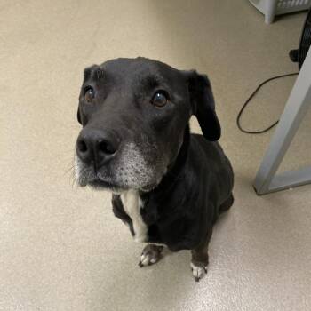 Harvey -  Black Labrador Retriever and Mixed Breed Dog for Adoption in Lynchburg, Virginia - Harvey | PetCurious