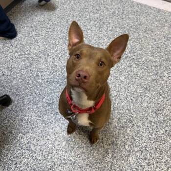 Pit Bull Terrier Dogs Available for Adoption in Great Falls, Montana - Red | PetCurious