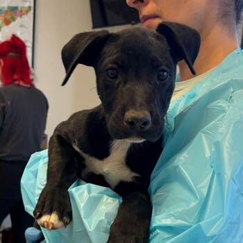 Boxer and Mixed Breed Dogs Available for Adoption - Buffy | PetCurious